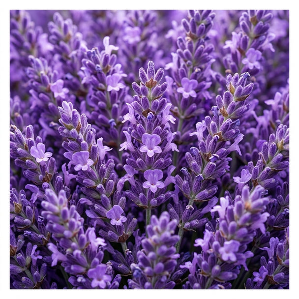 Parfum Lavender Fields